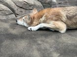 天王寺動物園に投稿された画像（2024/12/1）