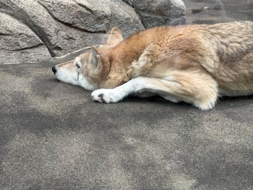 天王寺動物園に投稿された画像（2024/12/1）