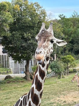 天王寺動物園に投稿された画像（2024/12/1）