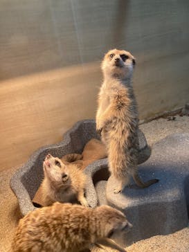 那須どうぶつ王国に投稿された画像（2024/12/1）