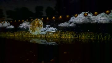 NAKED meets 二条城 2025 観月に投稿された画像（2024/12/1）