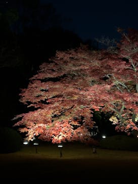 六義園に投稿された画像（2024/12/1）