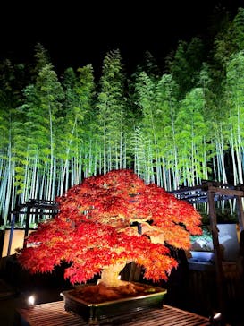 国営昭和記念公園 秋の夜散歩に投稿された画像（2024/12/1）