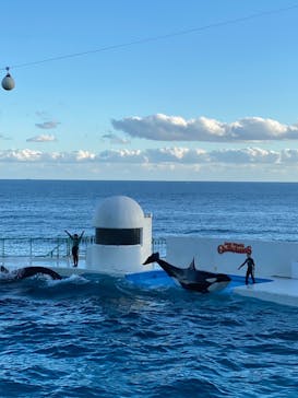 鴨川シーワールドに投稿された画像（2024/12/1）