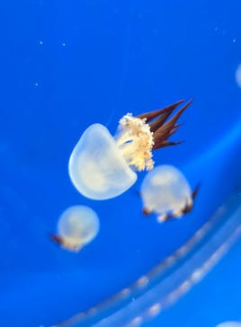 新江ノ島水族館に投稿された画像（2024/12/1）