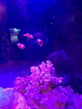 新江ノ島水族館に投稿された画像（2024/12/1）