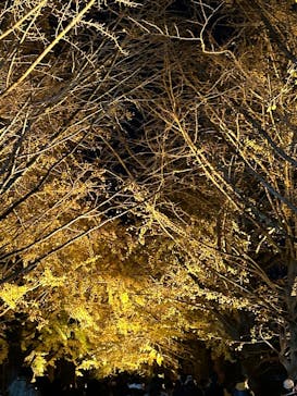 国営昭和記念公園 秋の夜散歩に投稿された画像（2024/12/2）