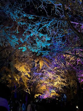 国営昭和記念公園 秋の夜散歩に投稿された画像（2024/12/2）