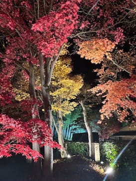 国営昭和記念公園 秋の夜散歩に投稿された画像（2024/12/2）