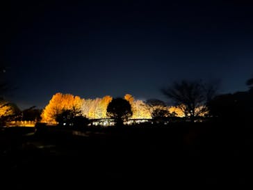 国営昭和記念公園 秋の夜散歩に投稿された画像（2024/12/2）