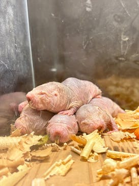 伊豆シャボテン動物公園に投稿された画像（2024/12/2）