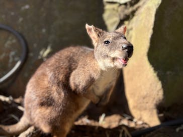 伊豆シャボテン動物公園に投稿された画像（2024/12/2）