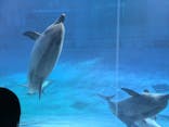 名古屋港水族館に投稿された画像（2024/12/1）
