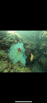 武藤潜水に投稿された画像（2024/12/2）