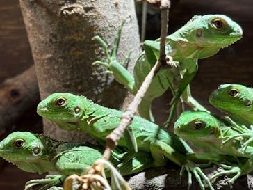 体感型動物園iZooに投稿された画像（2024/12/2）