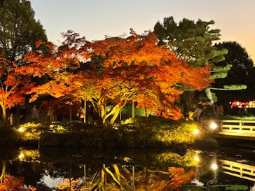 国営昭和記念公園 秋の夜散歩に投稿された画像（2024/12/2）