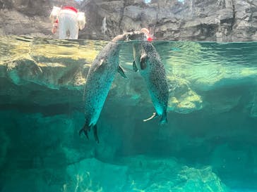 アクアワールド茨城県大洗水族館に投稿された画像（2024/12/2）