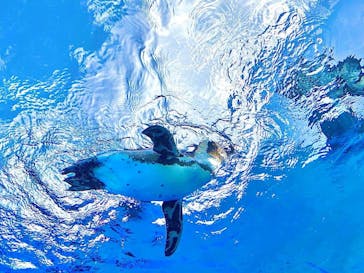 サンシャイン水族館に投稿された画像（2024/12/2）