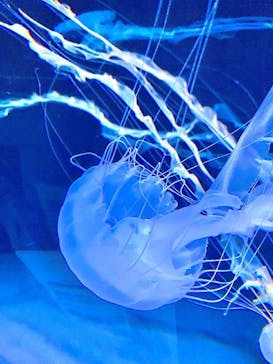 サンシャイン水族館に投稿された画像（2024/12/2）