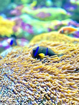 サンシャイン水族館に投稿された画像（2024/12/2）