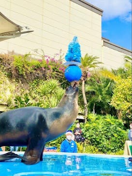 サンシャイン水族館に投稿された画像（2024/12/2）