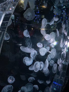 マクセル アクアパーク品川に投稿された画像（2024/12/2）