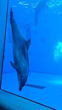 上越市立水族博物館 うみがたりに投稿された画像（2024/12/2）