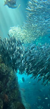 上越市立水族博物館 うみがたりに投稿された画像（2024/12/2）