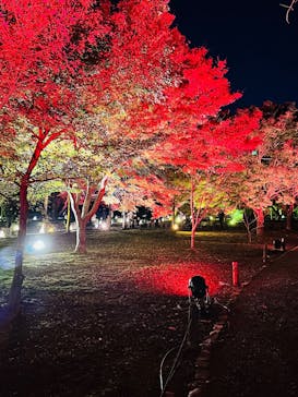 NAKED meets 二条城 2025 観月に投稿された画像（2024/12/2）