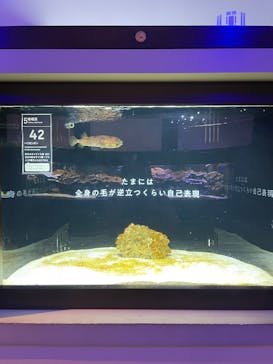 横浜開運水族館 フォーチュンアクアリウムに投稿された画像（2024/12/2）