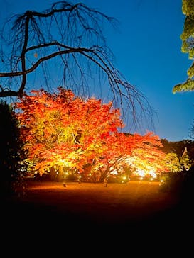 六義園に投稿された画像（2024/12/2）