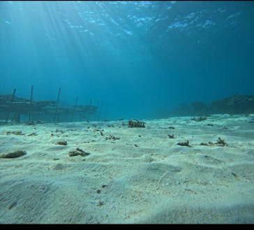 青の洞窟専門店　沖縄ダイビングショップ和に投稿された画像（2024/12/2）