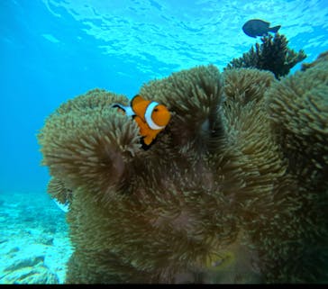 青の洞窟専門店　沖縄ダイビングショップ和に投稿された画像（2024/12/2）