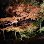 六義園に投稿された画像（2024/12/2）