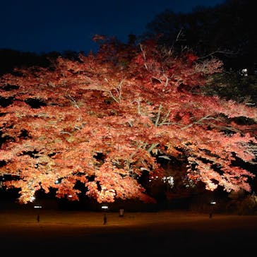 六義園に投稿された画像（2024/12/2）