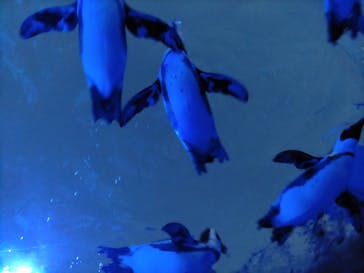 サンシャイン水族館に投稿された画像（2024/12/2）