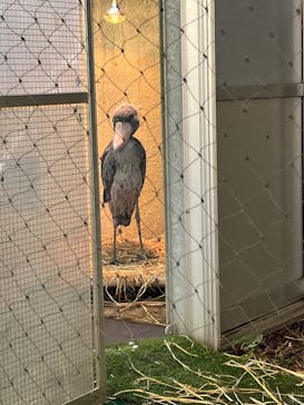 恩賜上野動物園に投稿された画像（2024/12/2）