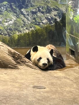 恩賜上野動物園に投稿された画像（2024/12/2）