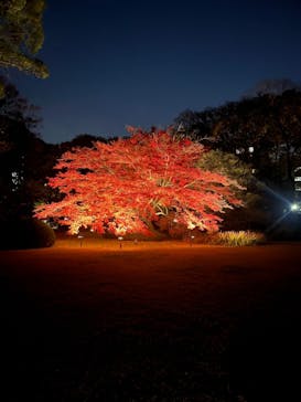 六義園に投稿された画像（2024/12/2）