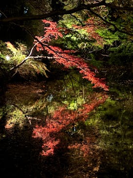 六義園に投稿された画像（2024/12/2）