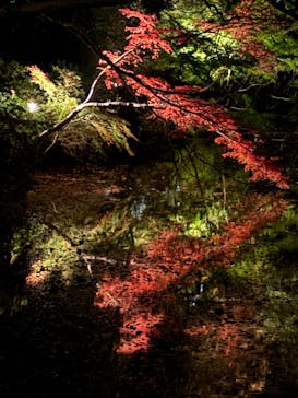 六義園に投稿された画像（2024/12/2）