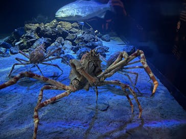 環境水族館アクアマリンふくしまに投稿された画像（2024/12/2）