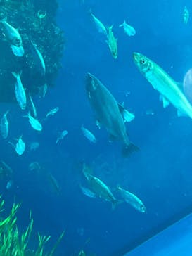 環境水族館アクアマリンふくしまに投稿された画像（2024/12/2）