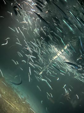 環境水族館アクアマリンふくしまに投稿された画像（2024/12/2）