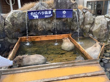 那須どうぶつ王国に投稿された画像（2024/12/2）