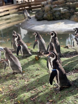 那須どうぶつ王国に投稿された画像（2024/12/2）