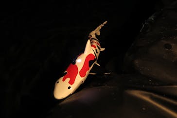 姫路城ライトアップイベント　鏡花水月　@姫路城三の丸広場に投稿された画像（2024/12/2）