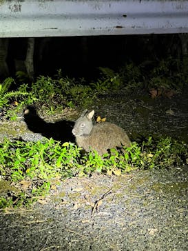 奄美バギー＆ナイトウォッチングガイドサービスに投稿された画像（2024/12/2）