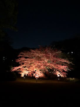 六義園に投稿された画像（2024/12/2）