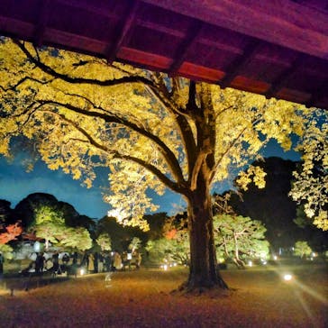 六義園に投稿された画像（2024/12/3）